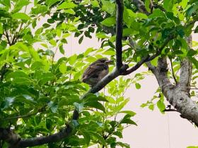 20250531hiyodori2.jpg