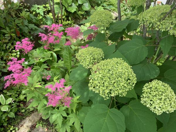 20250606mygarden1.jpg