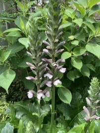 20250606mygarden2.jpg
