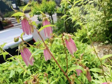 20250606mygarden3.jpg
