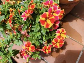 20250606mygarden5.jpg