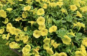 20250606mygarden6.jpg