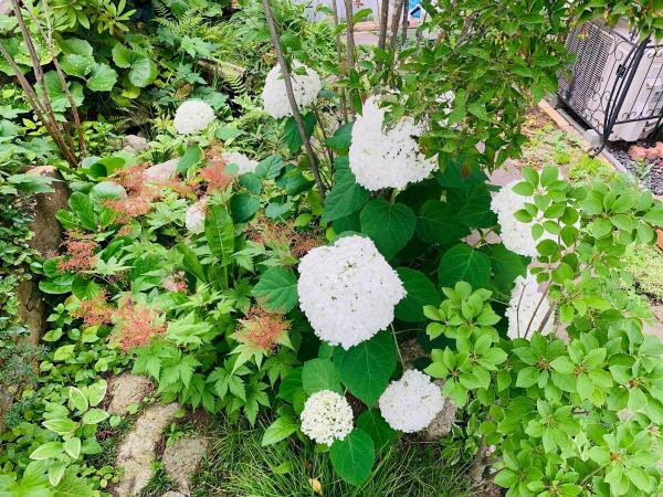 20250623mygarden1.jpg