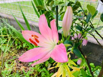 20250623mygarden2.jpg