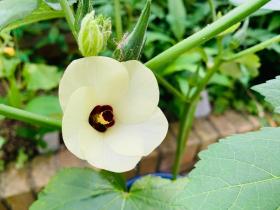 20250623mygarden4.jpg
