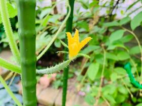 20250623mygarden5.jpg