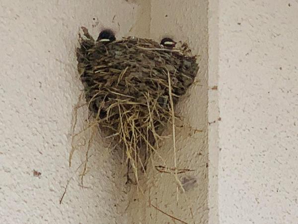 20250702swallow.jpg