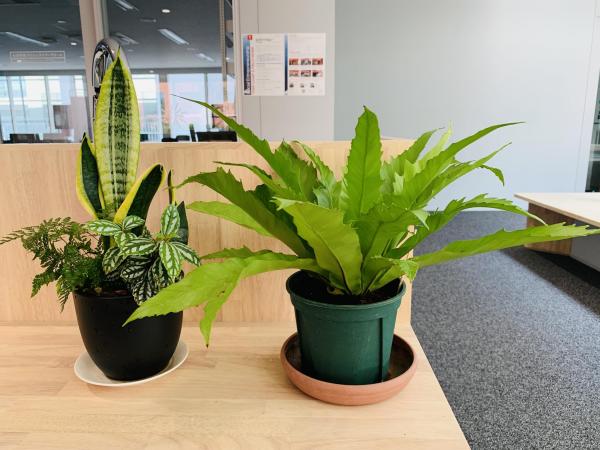 20250815houseplants.jpg