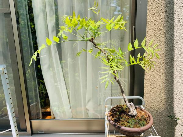 20250816fuji-onsai.jpg