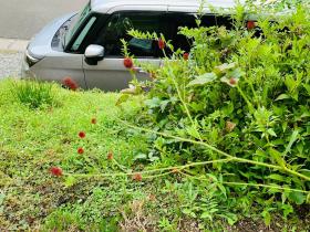 20250909mygarden2.jpg