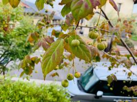 20250909mygarden3.jpg