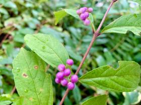 20250909mygarden4.jpg