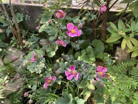 20250927mygarden1.jpg