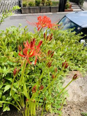 20250927mygarden2.jpg