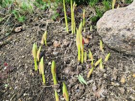 20250927mygarden3.jpg