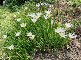 20250927mygarden4.jpg