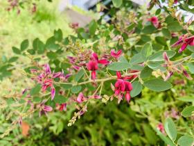 20250927mygarden6.jpg