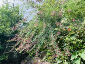 20250927mygarden7.jpg