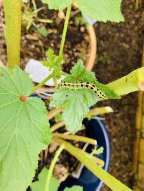 20250928mygarden2.jpg