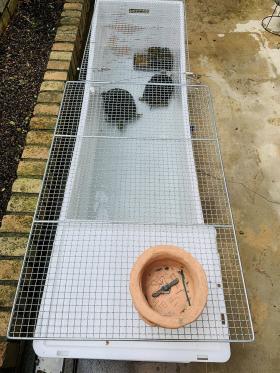 20250928mygarden3.jpg