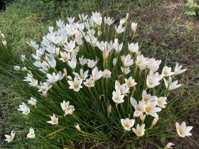20250930mygarden1.jpg
