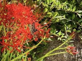 20250930mygarden2.jpg