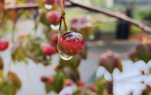 20251007mygarden1.jpg