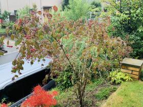 20251007mygarden2.jpg