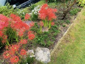 20251007mygarden3.jpg