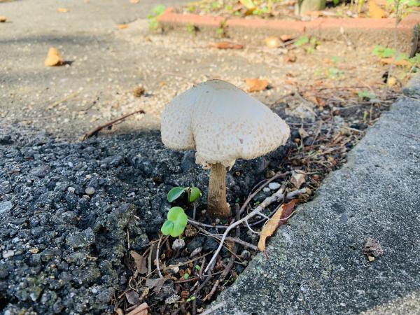 20251009mushroom.jpg