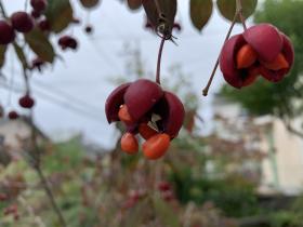 20251012mygarden2.jpg