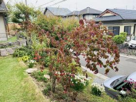 20251012mygarden3.jpg