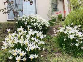 20251012mygarden4.jpg