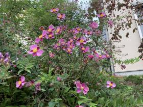 20251012mygarden5.jpg