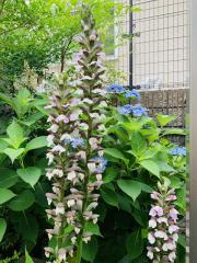 20260305acanthus1.jpg