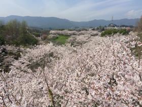20260327sakura1.jpg