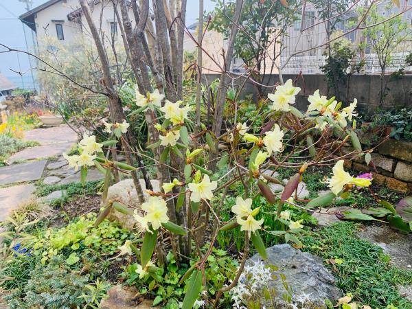20260329mygarden1.jpg
