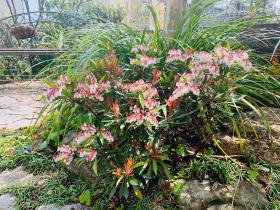 20260329mygarden2.jpg