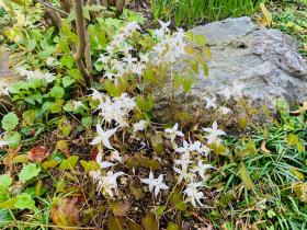 20260329mygarden3.jpg
