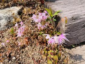 20260329mygarden4.jpg