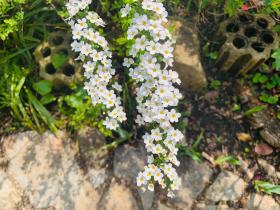 20260329mygarden5.jpg