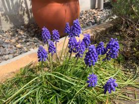 20260329mygarden6.jpg