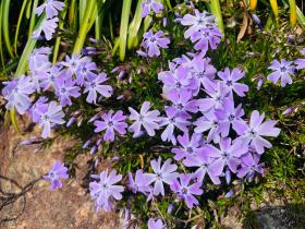 20260329mygarden7.jpg