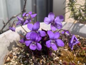 20260329mygarden8.jpg