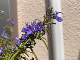 20260329mygarden9.jpg