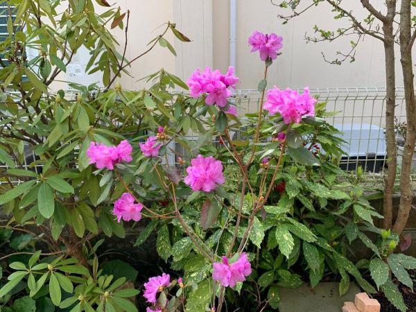 20260405mygarden1.jpg