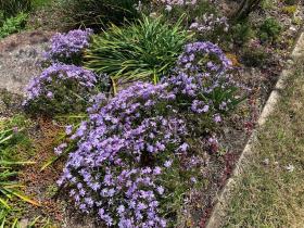 20260405mygarden2.jpg
