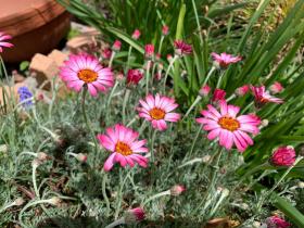 20260405mygarden3.jpg