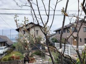20260405mygarden4.jpg