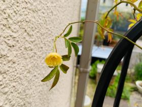 20260405mygarden5.jpg